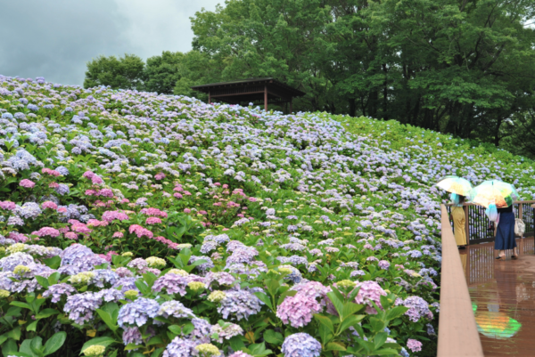 全国各地の紫陽花名所16選 Axes Femmeの紫陽花柄ワンピースを着て 紫陽花スポットに行こう My Axes 全国各地の紫陽花名所16選 Axes Femmeの紫陽花柄ワンピースを着て 紫陽花スポットに行こう My Axes