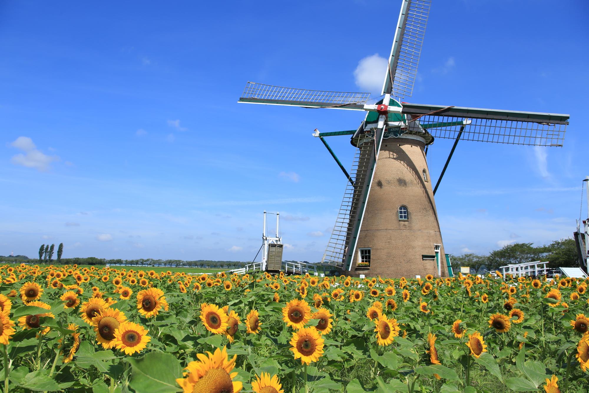 7月が見頃のお花5選】名所とおすすめコーデまでご紹介！【花柄アイテム